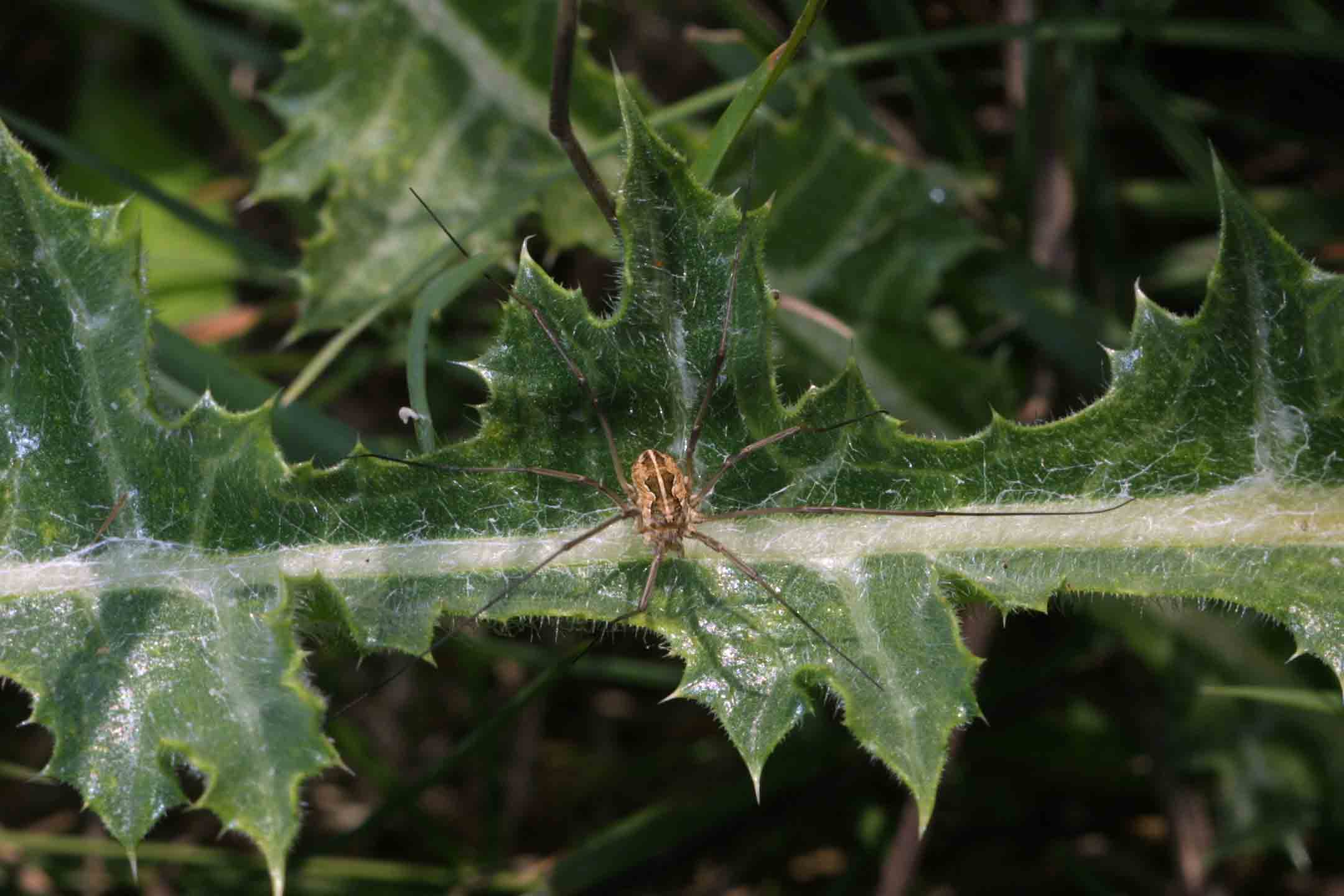 Mitopus morio  (Fabricius, 1799)